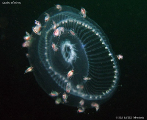 Jelly shuttle. Canon Ixus 980. by Bea & Stef Primatesta 